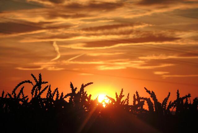 Sonne hinterm Weizenfeld