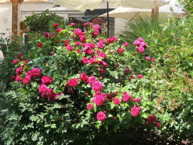 Ein Blütenmeer an Rosen im eigenen Garten