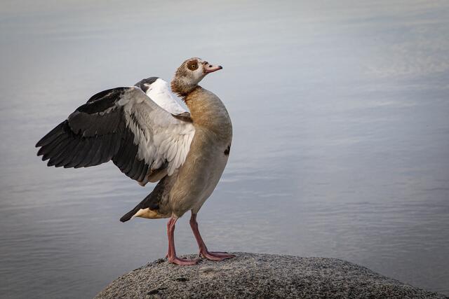 Nilgans schüttelt ihr Federkleid nach dem Putzen aus