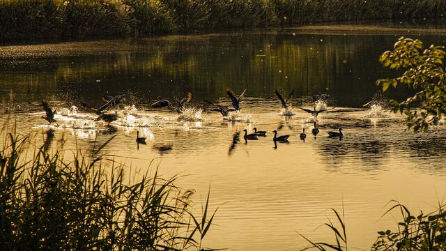 Aufgeschreckte Graugänse am Breitenauer See