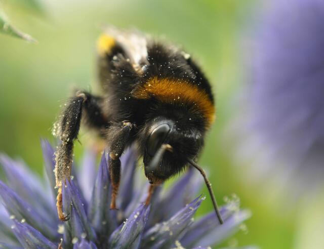 Hummel bei der Arbeit