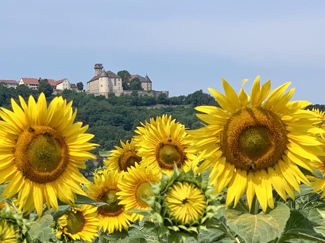 Sonnenblumenfelder bei Waldenburg