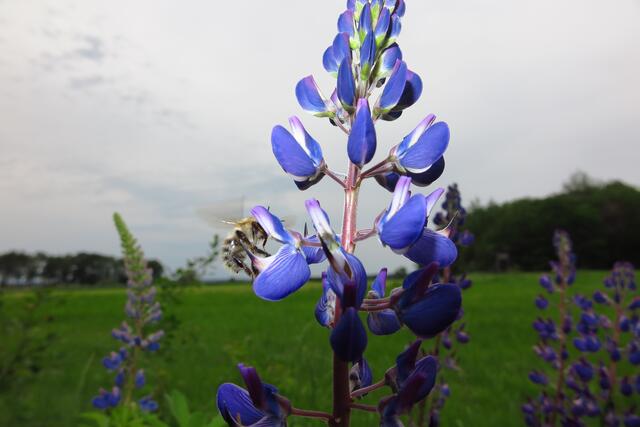 Hummel beim Frühstück