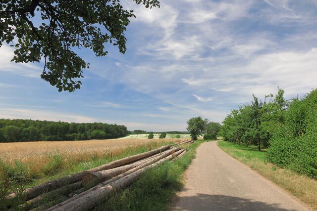Sommer gleich grüne Bäume und reife Kornfelder