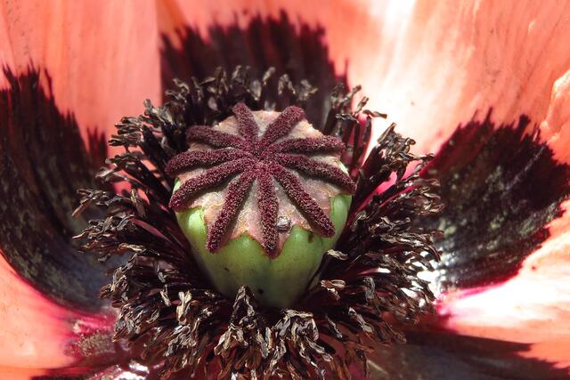Mohnblume