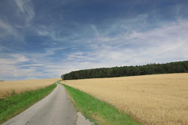 Ďie Kornfelder sind reif für die Ernte