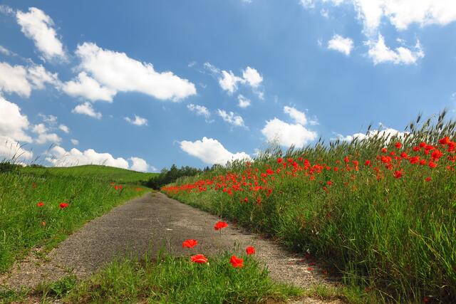 Mohn am Wegerand
