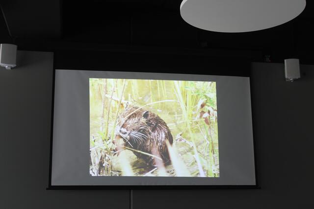 Alexander Laier hat ein Nutria ganz nah vor die Linse geholt... | Foto: Katja Bernecker