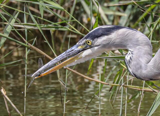 Libelle im Schnabel ist besser erkennbar.