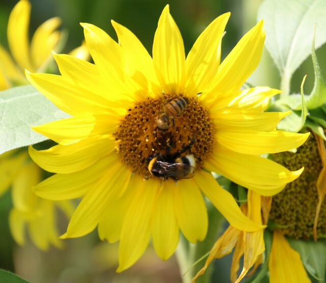 Insektenwettstreit