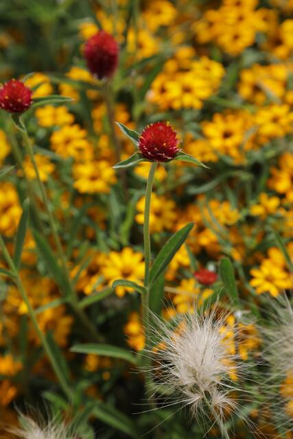 Fokus auf der weißen Blüte