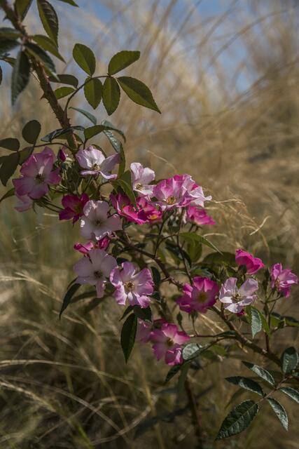 im Rosengarten