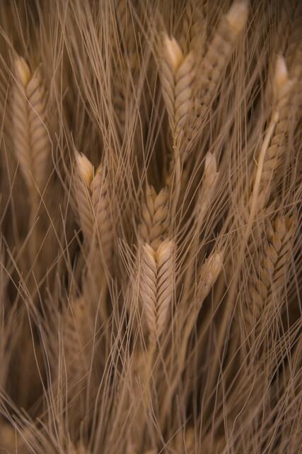 Einkorn auf der Buga