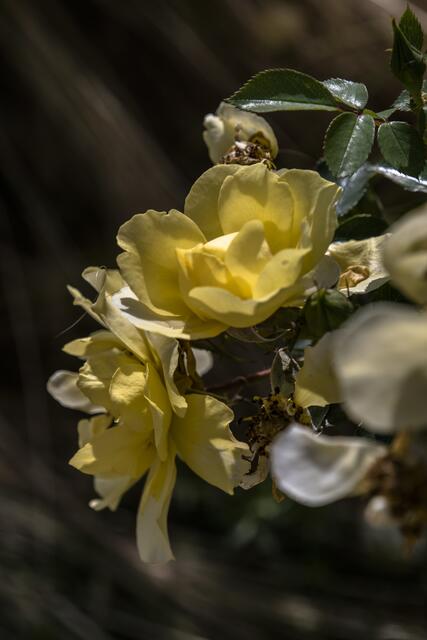 im Rosengarten unterwegs