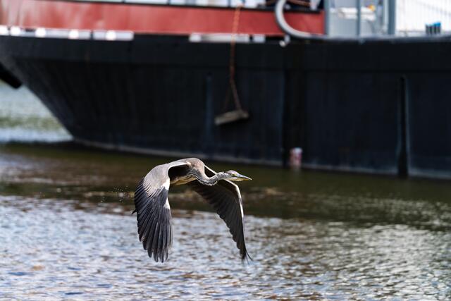 Foto : Marc Weber  ILCE - 7M3  F/4.5 1/640 Iso 100 B:200mm