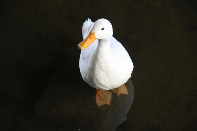 Foto: Daniela Harrer Canon EOS 1000D  F/5.6 1/160 Iso 200  Brennw 144mm