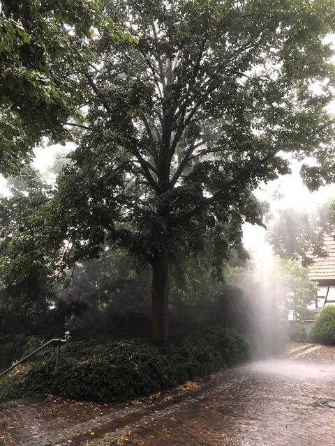 So gut wie jeder Regenschauer, eine direkt Beregnung der Lindenbäume