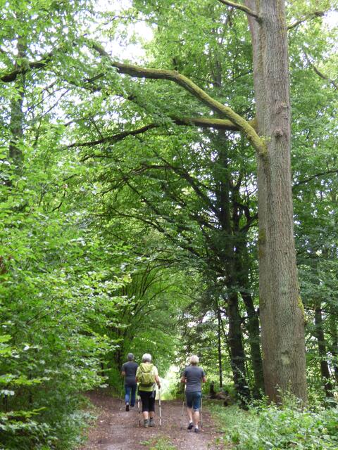 Sehr imposante Baumriesen stehen am Wanderweg Spalier.