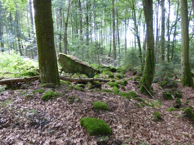 Der Wanderweg führt durch schönen Wald mit bemoosten Steinen