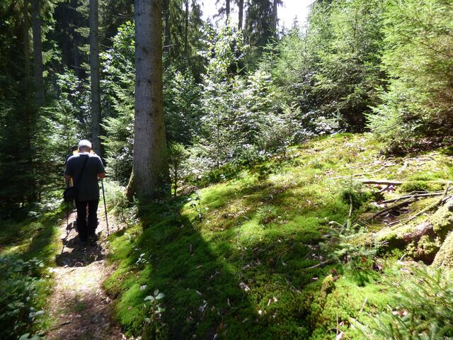 Schöne Waldpfade von weichem Moos gesäumt.