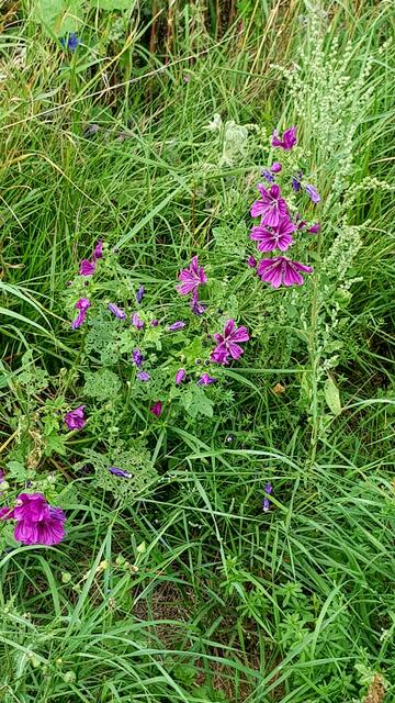 Wilde Malve am Wegesrand