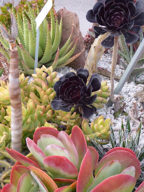 Wunderschöne Hauswurze