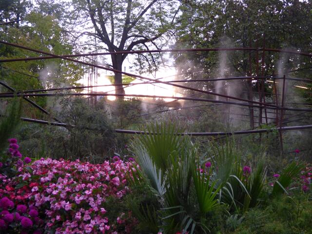 "Benebelter Dschungel" im Abendlicht