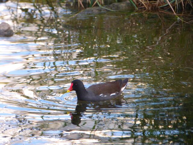Ein Teichhuhn auf dem Neckar