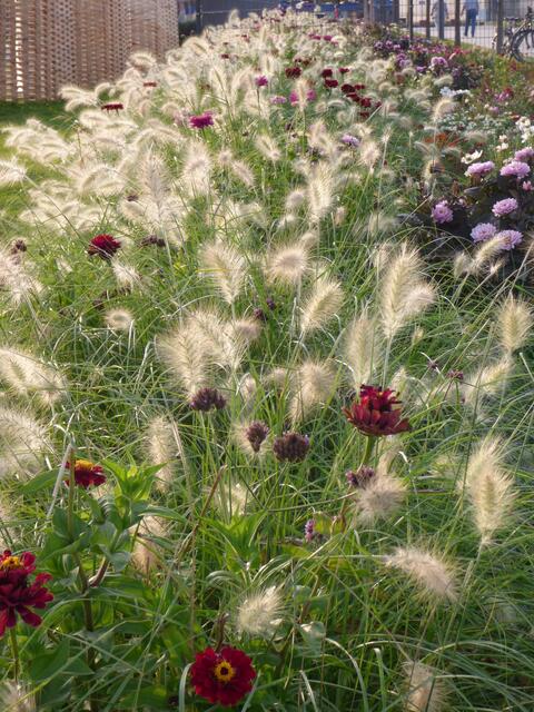 Zarte Grasähren in der Abendsonne