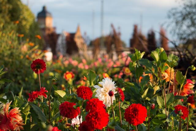 Dahliengarten
