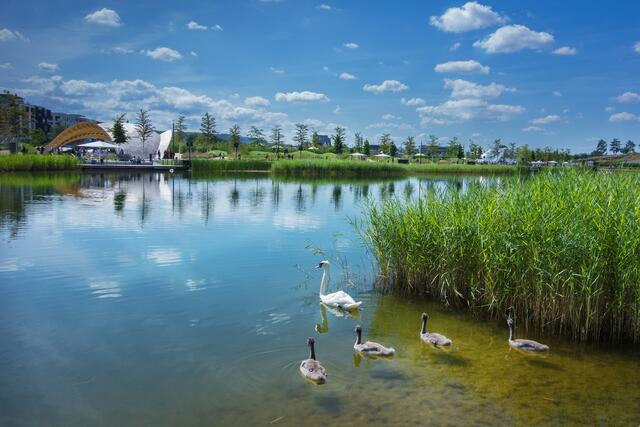 Idylle inmitten von Heilbronn: Heimatreporter Rüdiger Reingräber hat dieses stimmungsvolle Bild der Schwanenfamilie auf ihrem Weg in Richtung Holzpavillon gemacht. | Foto: Rüdiger Reingräber