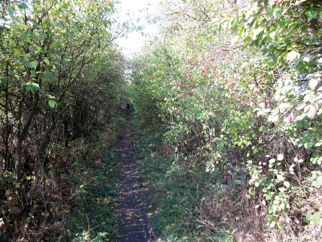 Hohenlohes schönster Hohlweg, gesäumt von Schlehen und Hagebutten ist der Tisch reich gedeckt.