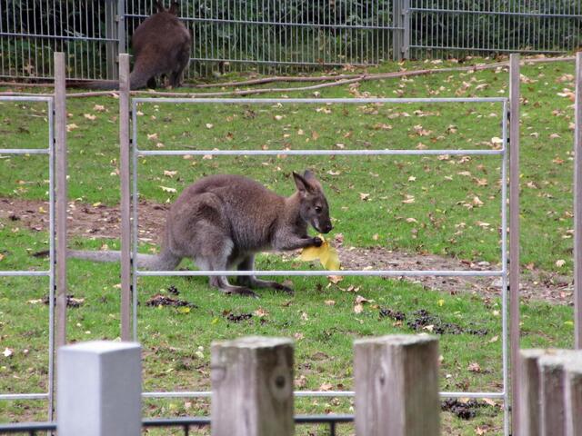 Nein, nicht Australien, Öhringen