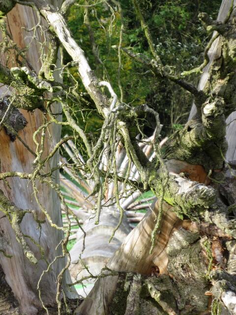 Blick durch die Wurzel bis zur Krone