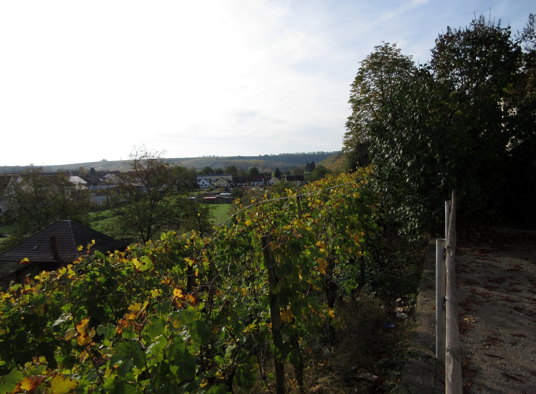 Bunte Schleife, entlang und oberhalb des Neckars Lauffen