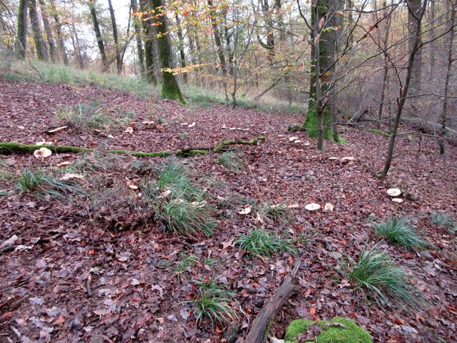 Wer nun immer noch nicht an Hexen glaubt, der sollte dringend mal in den Wald gehen. Es gibt nicht nur einen Hexenring.