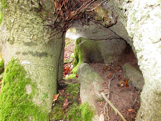 Bokany's Höhle und ein gutes Versteck unter einem Baum.