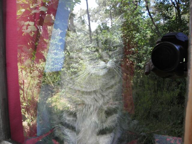 Die Katze hinter dem Fenster