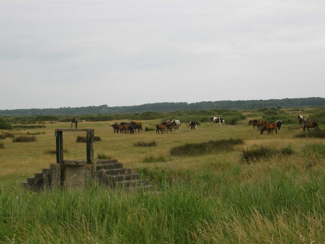 Treppenkonstruktion im Medoc zur Überquerung eines Wassergrabens