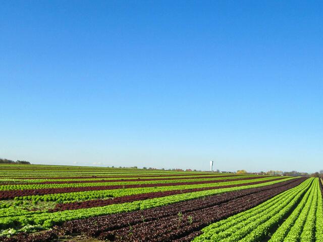 Salatfelder mit Blick auch den Neuberg
