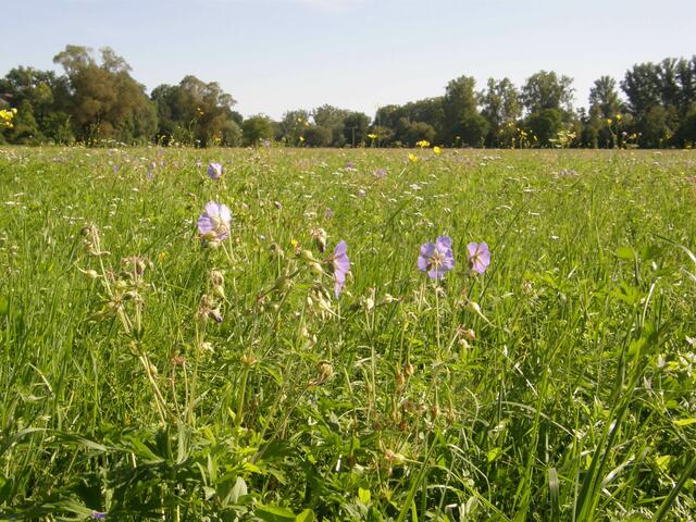 Ein Blick auf die Kocherwiese, nahe der Kocherbrücke