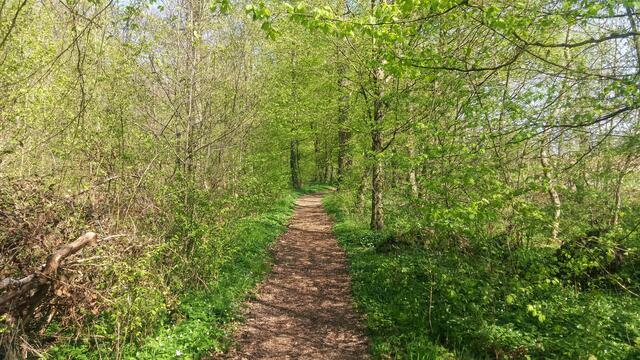 Es grünt so grün im Degmarner Wald
