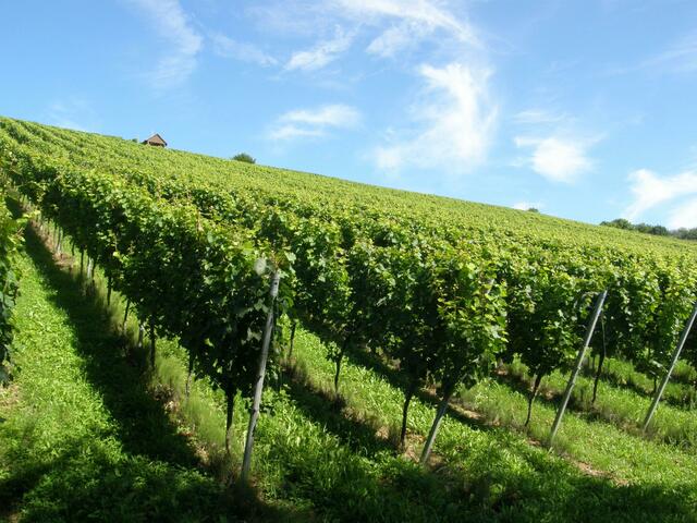 Einer der Weinberge am Neckarhang. Der Sekthersteller Kessler soll hier im Falkensteiner Hof die ersten Flaschengärungsversuche in Deutschland gemacht haben.e in