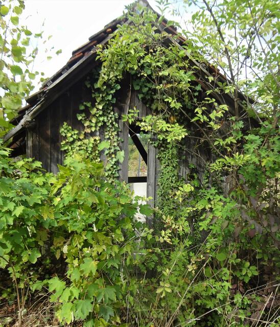 Umrankter Durchblick - gesehen bei Sulzfeld