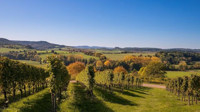 Herbst im Weinberg am 14. Oktober 2019
