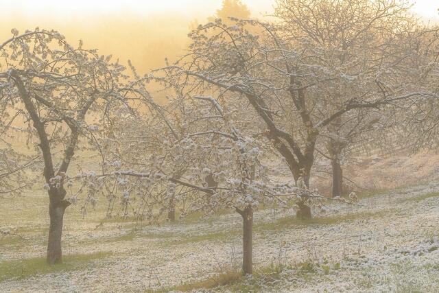 Schnee im April 2019 und die Kirschbäume blühen in Adolzfurt