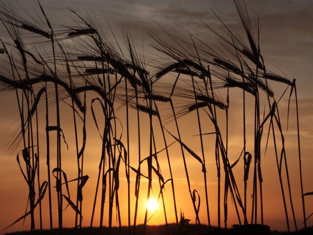 Juli 2019: "Sonnenuntergang am Gerstenacker" von Heimatreporterin Gerlinde Müller | Foto: Gerlinde Müller