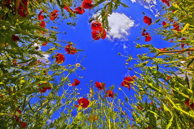 Juli 2019: "Klatschmohn aus Sicht eines Maulwurfs" von Heimatreporter Rudolf Mester | Foto: Rudolf Mester