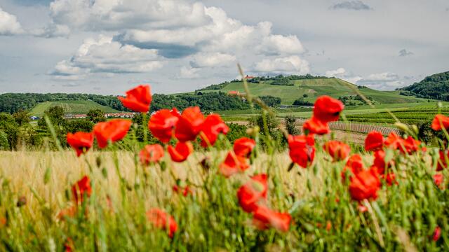 Juni 2019: "Im Zabergäu" von Heimatreporter Erwin Weigend | Foto: Erwin Weigend