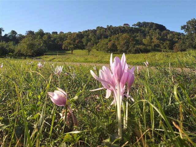 September 2019: "Zeitloses Schlösschen Charlottenberg bei Pfedelbach im Herbst" von Heimatreporter Heinz Lindheimer | Foto: Heinz Lindheimer